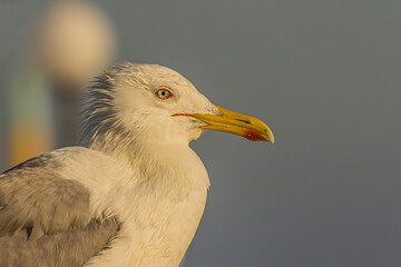 Portrait of a gull or seagull standing on a seaside railing at golden hour near the ocean at sunset or sunrise. It's Caspian gull (Larus cachinnans) nesting in the Black and Caspian Seas. - Powered by Adobe