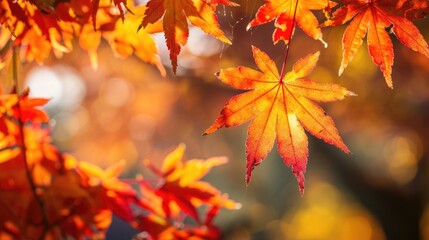 Fototapeta premium Leaves in the sunlight during fall