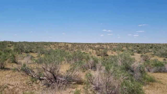 Desert landscape with saxaul tree