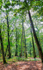 The serene forest with sunlight, green trees, and flourishing foliage creates a peaceful and rejuvenating environment