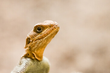 Portrait of a lizard. Close-up of the reptile.
