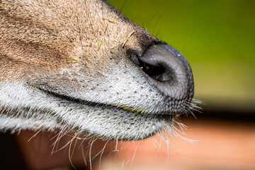 Close-up of the mouth of a Dybowski deer calf.
