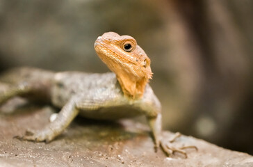 Portrait of a lizard. Close-up of the reptile.

