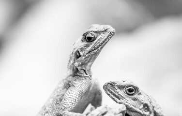 Portrait of a lizard. Close-up of the reptile.
