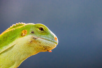 Portrait of a lizard. Close-up of the reptile.
