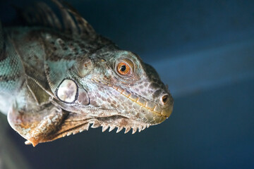 Portrait of a lizard. Close-up of the reptile.
