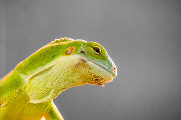 Portrait of a lizard. Close-up of the reptile.
