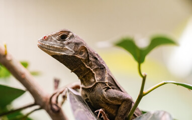 Portrait of a lizard. Close-up of the reptile.
