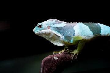 Portrait of a lizard. Close-up of the reptile.
