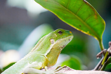 Portrait of a lizard. Close-up of the reptile.
