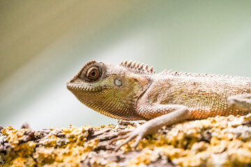 Portrait of a lizard. Close-up of the reptile.
