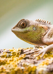 Portrait of a lizard. Close-up of the reptile.
