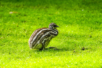 Young emu in a meadow. Flightless ratite. Dromaius novaehollandiae.
