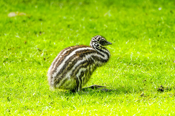 Young emu in a meadow. Flightless ratite. Dromaius novaehollandiae.
