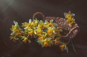Still life with a bouquet of yellow daffodils lying in a wicker basket