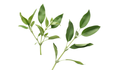 Close up of two vibrant green leaves against a plain white backdrop, showcasing detailed veins and texture