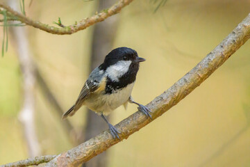 A Coal Tit sitting on a small branch