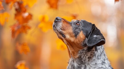  A tight shot of a dog gazing at a tree, foreground filled with clear leaves, background of trees with yellow leaves softly blurred