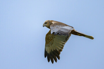 A Western Marsh Harrier flying on a sunny day