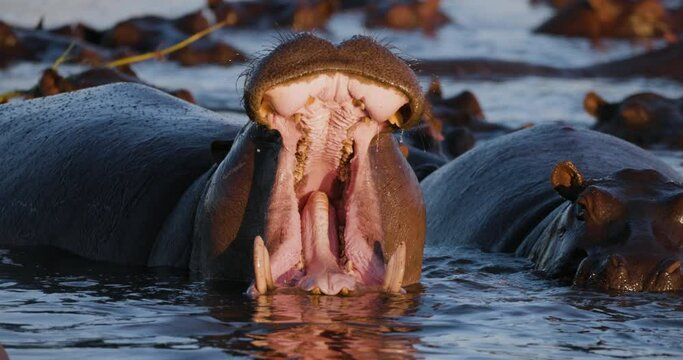 Slow motion close-up. Front view. Hippopotamus yawning surrounded by other Hippos in a river in the Okavango Delta.  