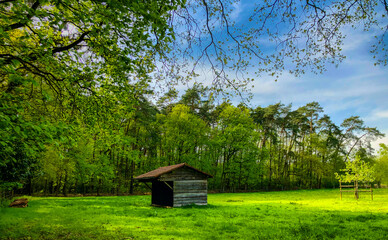 Serene forest with a wooden shed among green trees under clear blue sky, creating peaceful...