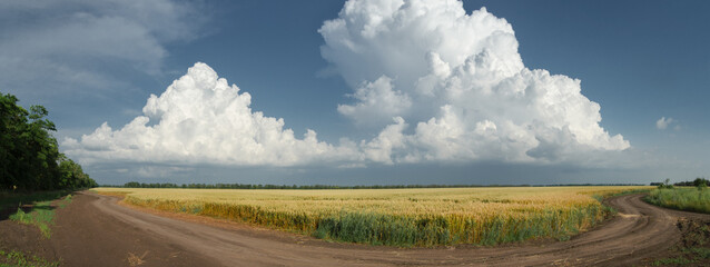 High white clouds over a field of wheat. The panorama.