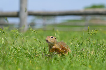 A European ground squirrel in a meadow in spring