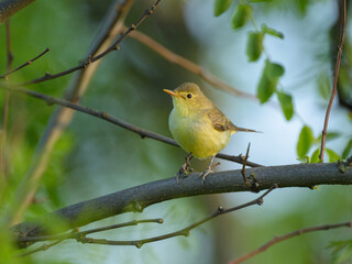An Icterine Warbler sitting on a branch