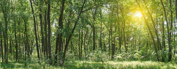 Panorama of the forest on a quiet sunny summer day.
