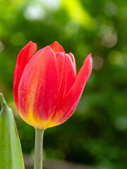 Nahaufnahme einer einzelnen roten Tulpe (Tulipa) mit einem gelben Rand