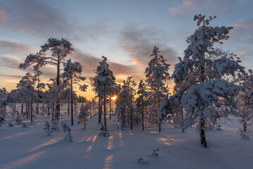 Snowy pines on a beautiful and cold winter day, Finnish Lapland