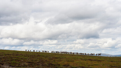 A flock of reindeers on a treeless hill in Lapland, Inari, Finland