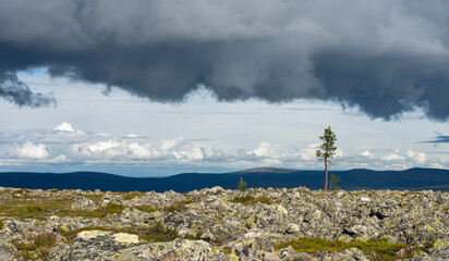 Fototapeta premium A lone pine on the fell top and dark rain clouds in the background, Inari, Finland