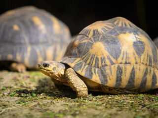 A radiated tortoise walking on a meadow