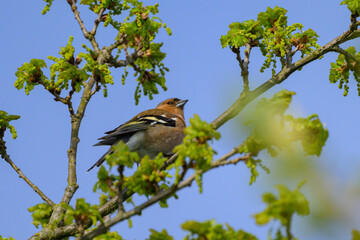 A male common chaffinch sitting in a tree