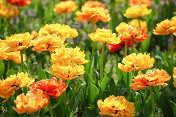 八重咲きのチューリップ畑