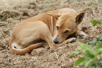 dog sleeping on the ground, close-up A homeless cute yellow dog, a native domestic dog, a sad abandoned dog on footpath,homeless stray dog is laying.