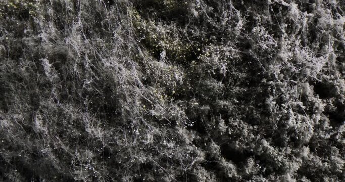Mold spores and fungus growing in the form of multicellular filament