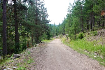 Soil path at pine forest in Aladaglar Mountain, Bolu, Turkey. Beautiful nature view.