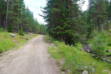 Obraz premium Soil path at pine forest in Aladaglar Mountain, Bolu, Turkey. Beautiful nature view.