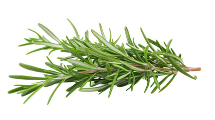 Fototapeta premium A single sprig of rosemary isolated on a clean white background