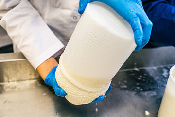 Cheese making. Close-up of a man in gloves laying out cheese in plastic molds. Small-scale cheese...