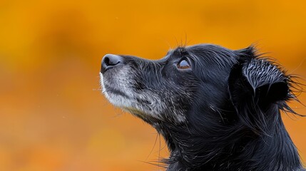 Fototapeta premium A tight shot of a dog gazing at the sky, orange and yellow blooms softly blurred behind its eyes