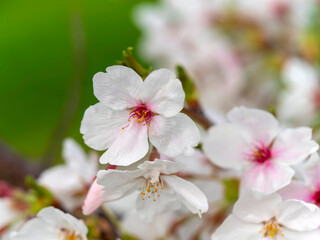 桜の花のクローズアップ