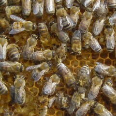 Busy Bees Vibrant Wildlife Close-Up  High-Quality Microstock Photo