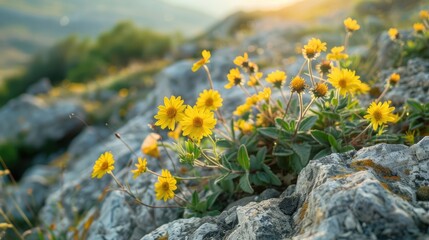 Obraz premium Macro yellow flowers growing on rocky terrain in the Crimean mountains