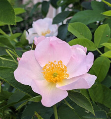 White Rose Wild rose flower aka Rosa acicularis or prickly wild rose or prickly rose or bristly rose or Arctic rose or Rosa canina flower