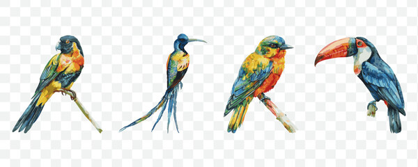Exotic  bird watercolor transparent isolated vector