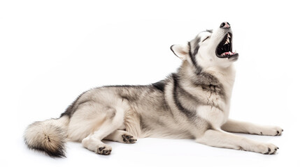 A Siberian Husky vocalizing and serenading into a mic.