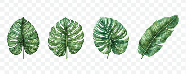 Exotic leaf watercolor isolated transparent